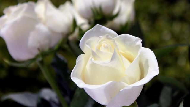 El significado de las rosas blancas, el lenguaje de las flores