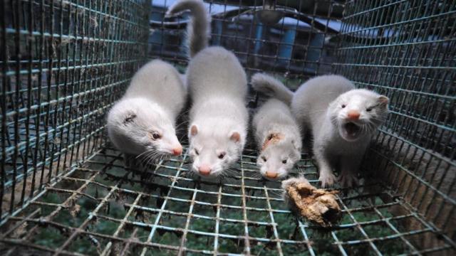 Imagen de archivo de visones en una granja.