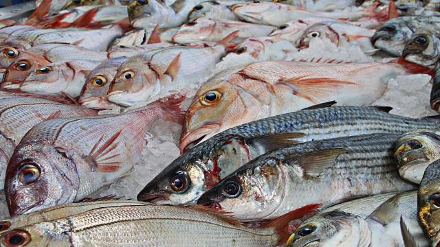 Varios ejemplares de pescado listos para vender.