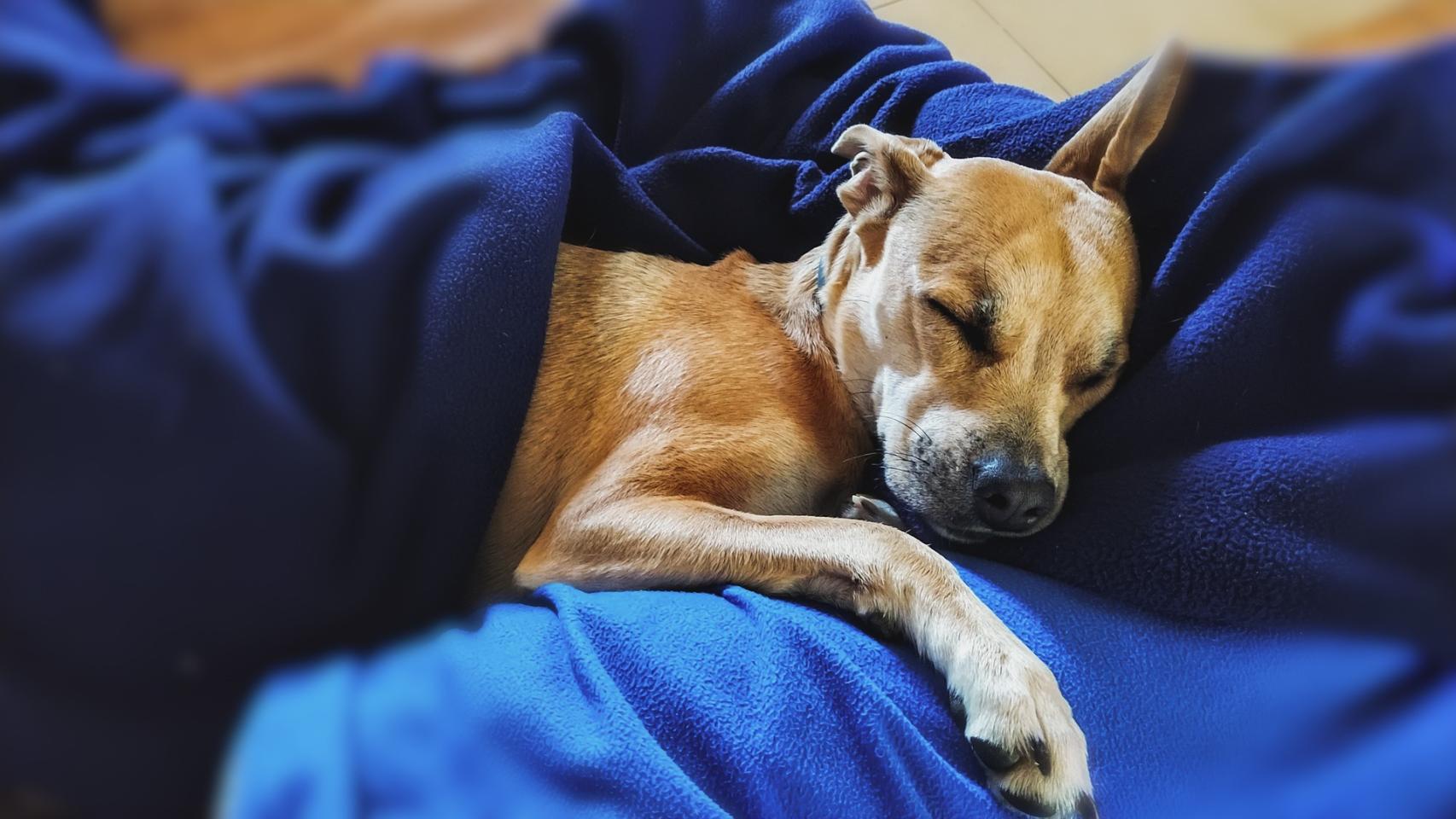 ¿Los perros sueñan?