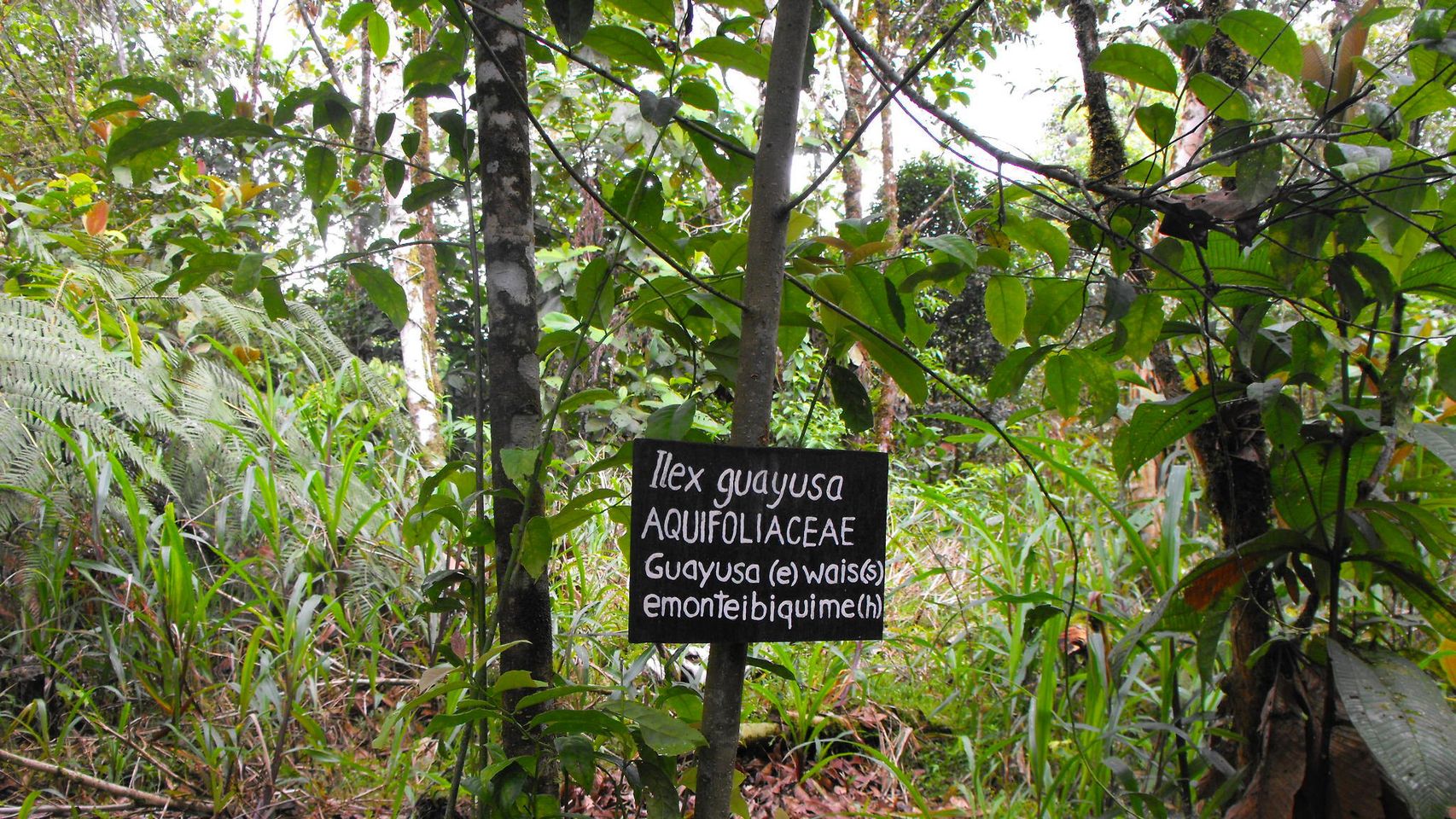 La planta de la eterna juventud ha sido descubierta en la Amazonia Ecuatoriana