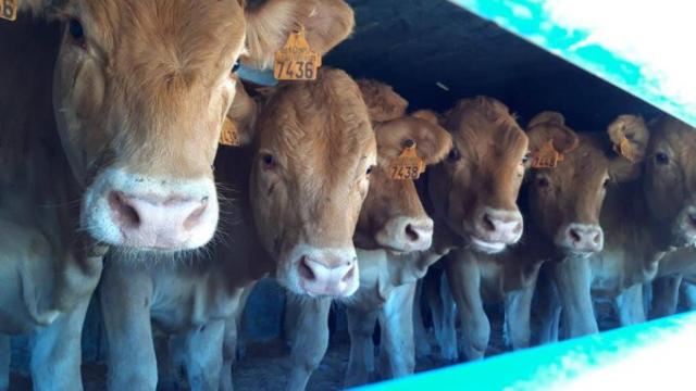 Policia valladolid ganado explanada (2)