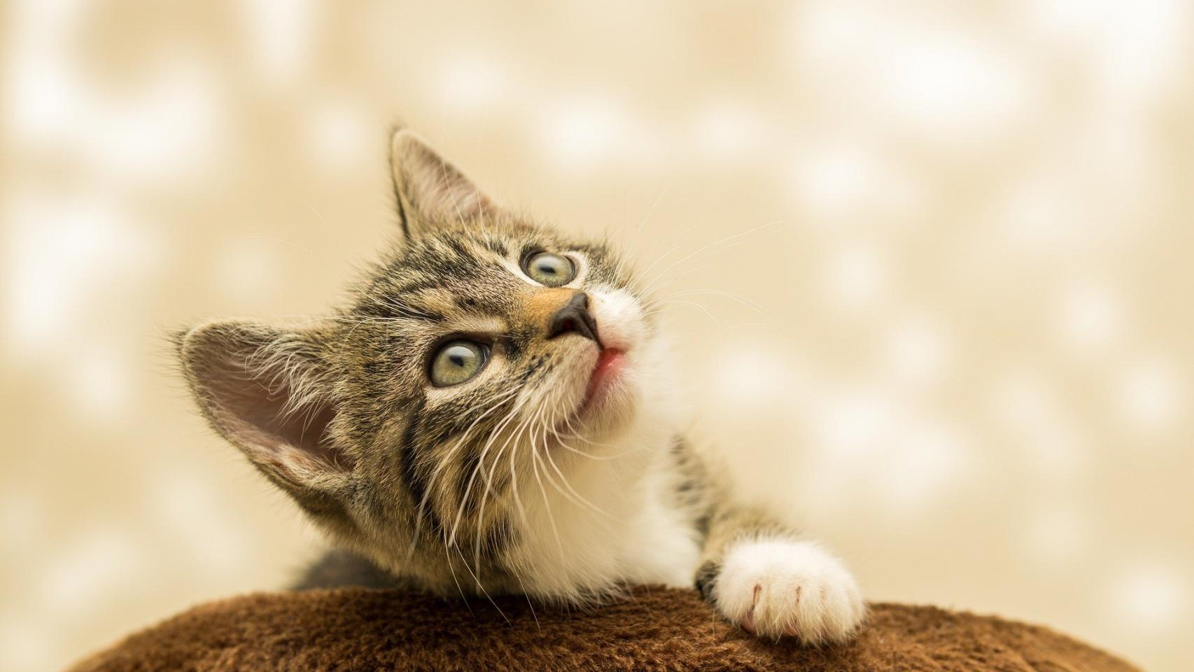 ¿Los gatos tienen memoria?