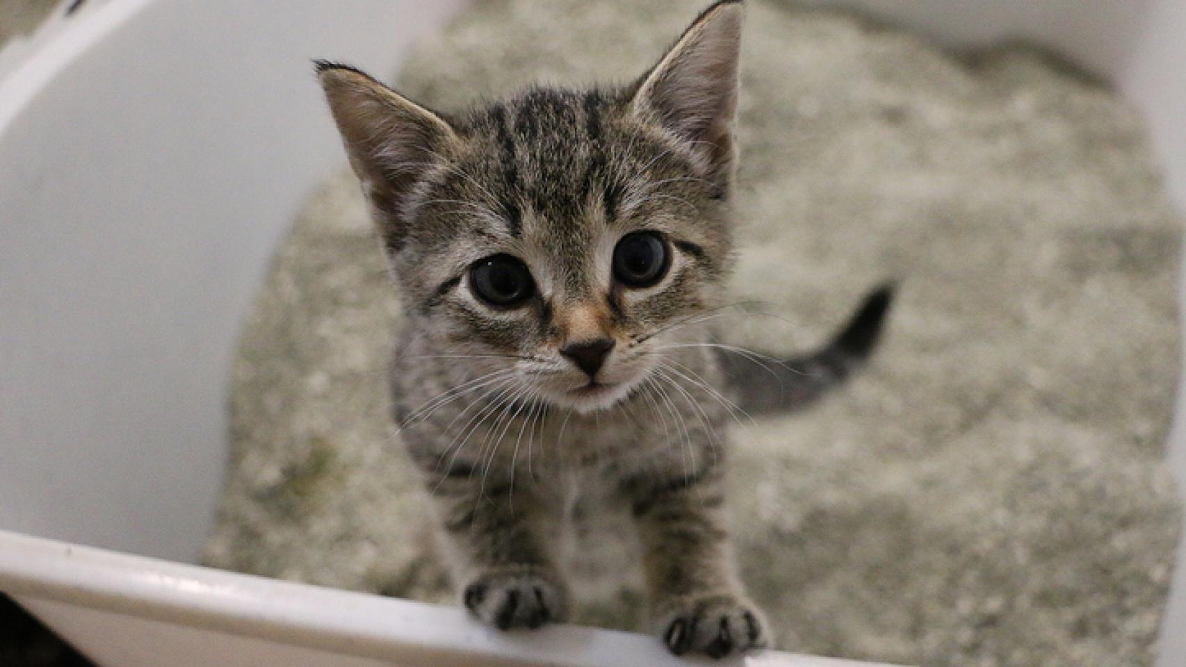 Trucos para enseñar a tu gato a ir al baño