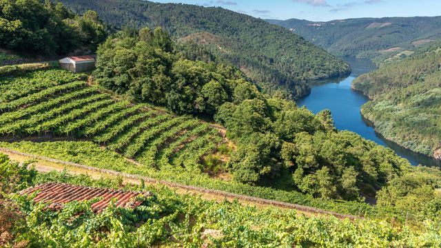 Viñedos a lo largo de la Ribeira Sacra en Lugo.