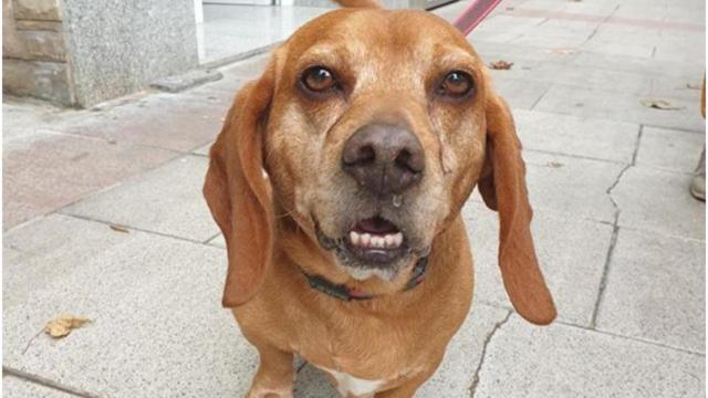 Suri, la perra que busca familia adoptiva.