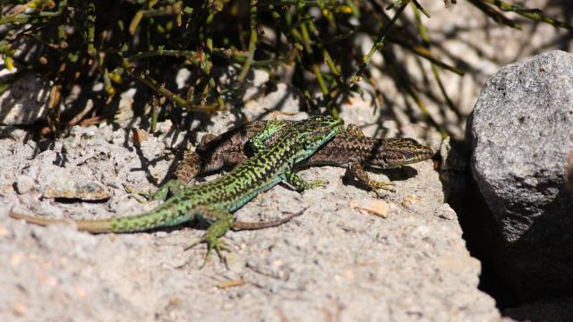 Una pareja de lagartijas carpetanas en la Sierra de Guadarrama en Madrid.
