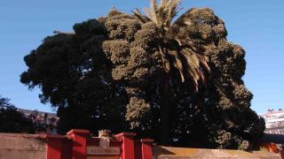 El metrosidero de la Policía de A Coruña, vía losarbolesinvisibles.com