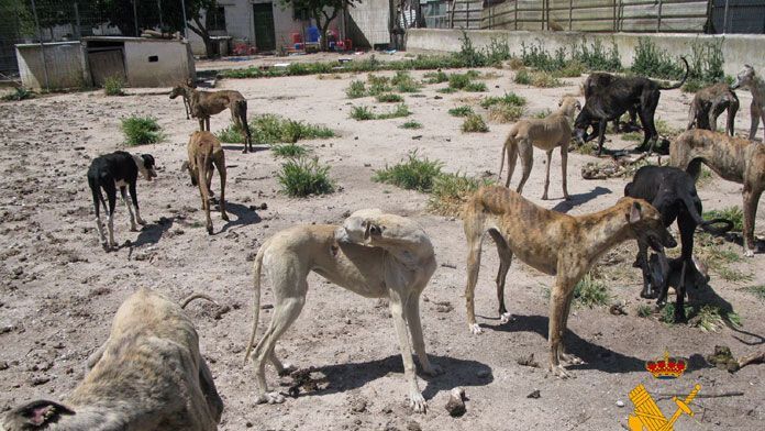 GALGOs-abandonados-2
