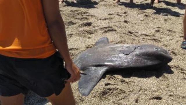 La Guardia Civil busca sancionar al hombre que mató a un pez luna en Roquetas de Mar