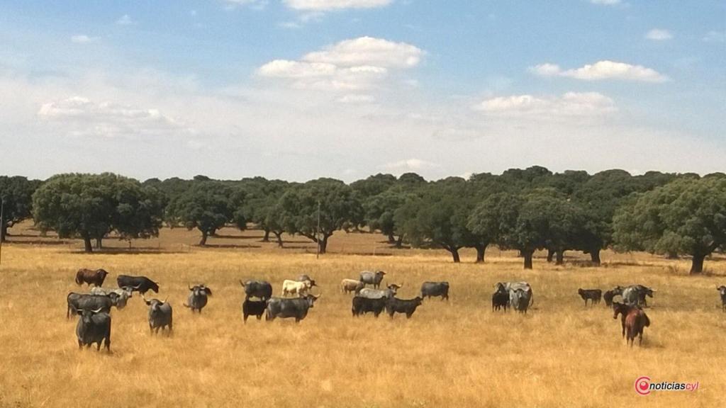 La dehesa salmantina