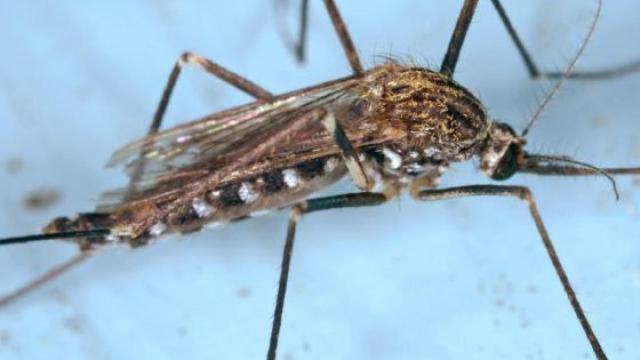 Imagen del mosquito conocido como Aedes japonicus,  que transmite la enfermedad del Nilo.