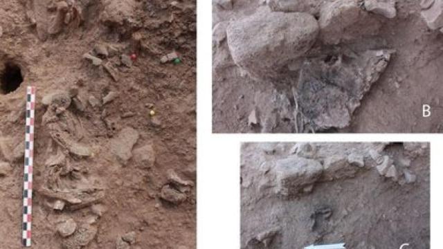 Imágenes del hallazgo.