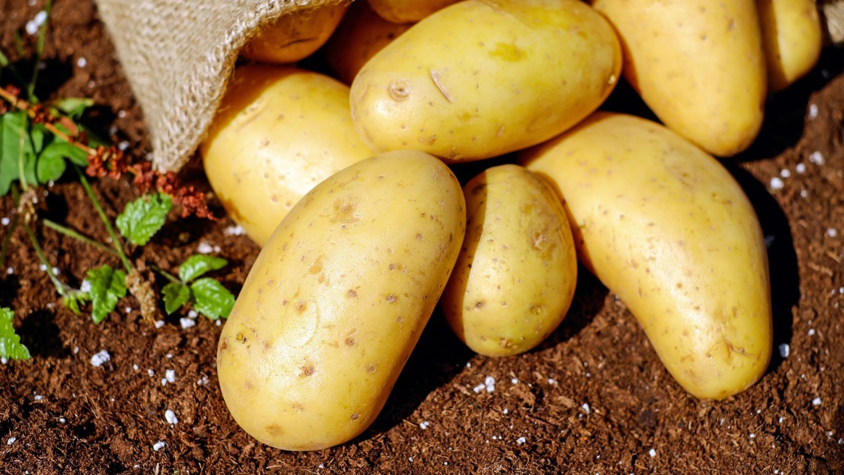 Unas cuantas patatas recién recolectadas.