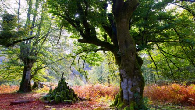 Selva navarra de Irati.