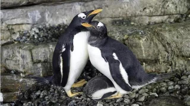 Electra y Viola junto al pollo que están criando