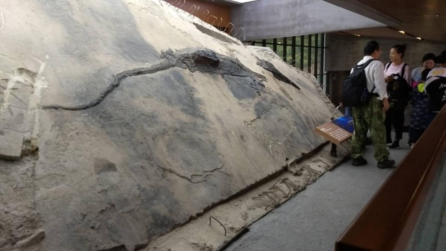 En la imagen se aprecia el contenido del estómago del ictiosaurio, que contiene el esqueleto casi completo de un talatosaurio