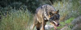 Un ejemplar de lobo Ibérico.