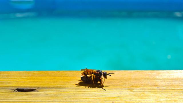 Trucos para ahuyentar a las avispas de las piscinas