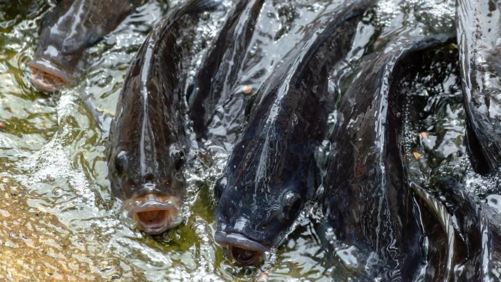 El estudio ha empleado colágeno extraído de los desechos de la tilapia.
