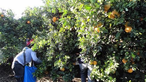 Trabajadores en el campo.