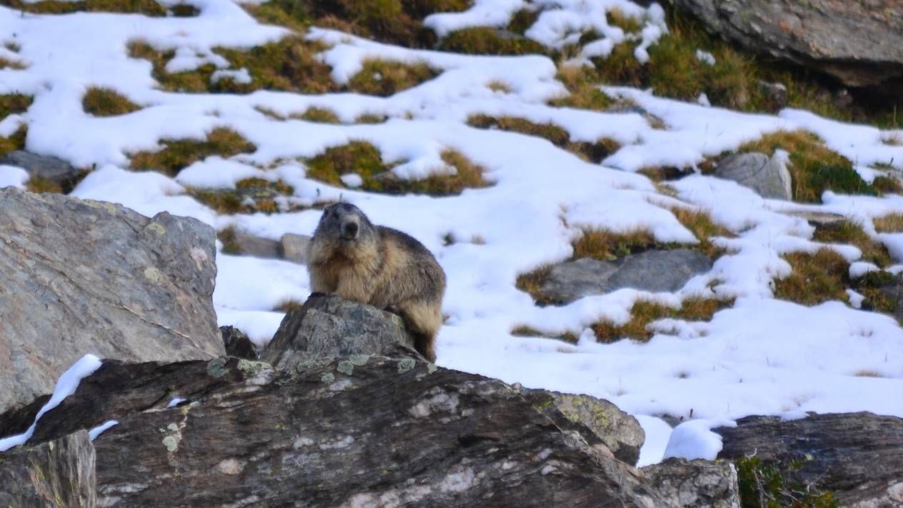 Marmota alpina en Vallter (Cataluña) este agosto de 2020. Tiene un peso adecuado para volver a hibernar en septiembre.