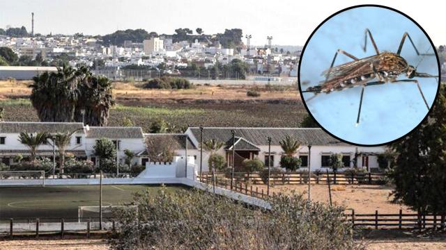 Imagenes de La Puebla del Río y Coria y el mosquito que causa la fiebre del Nilo.