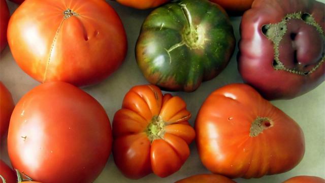 Tomates autóctonos gallegos.