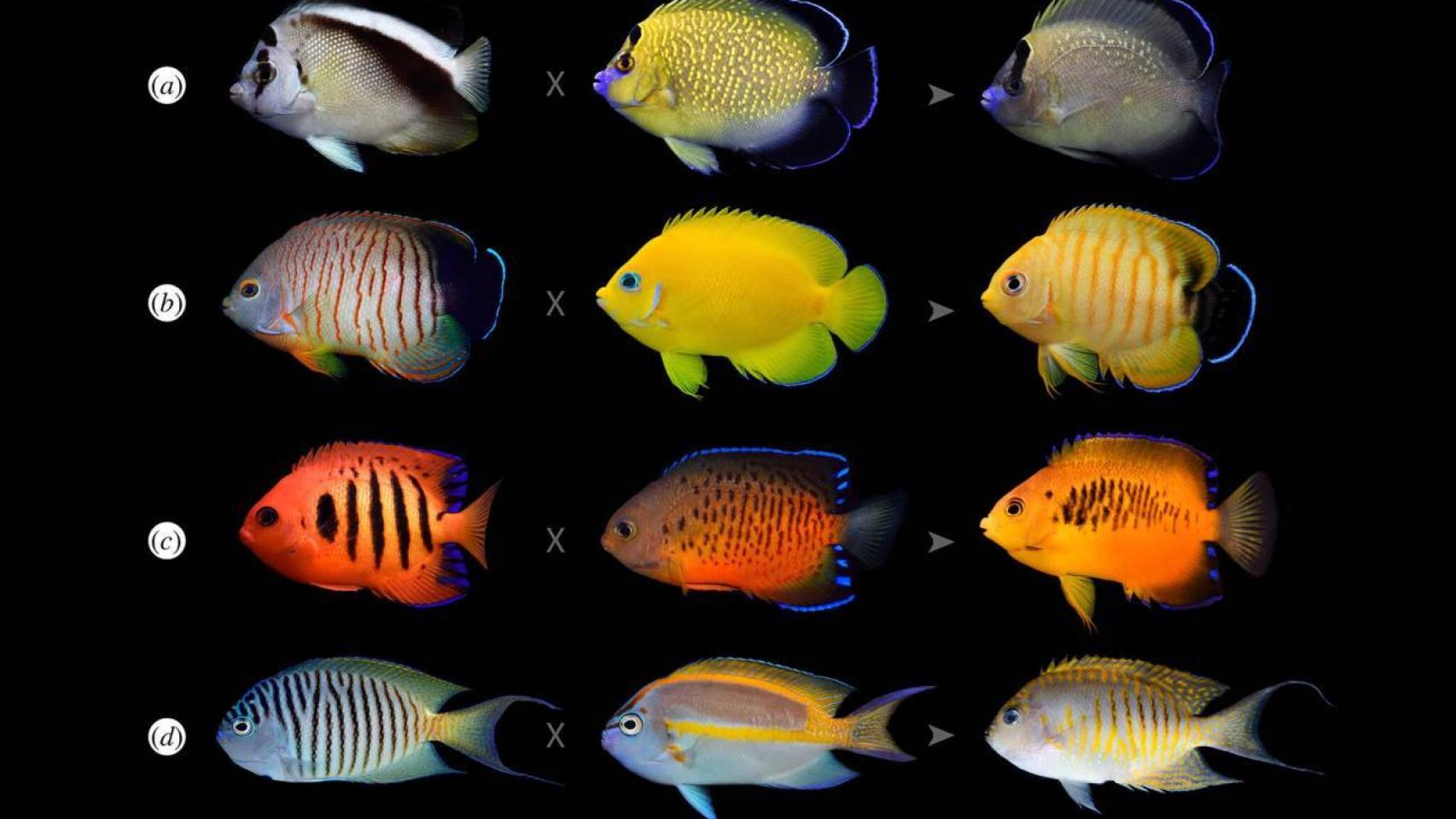 Varias especies de peces ángel y su supuesta descendencia híbrida.