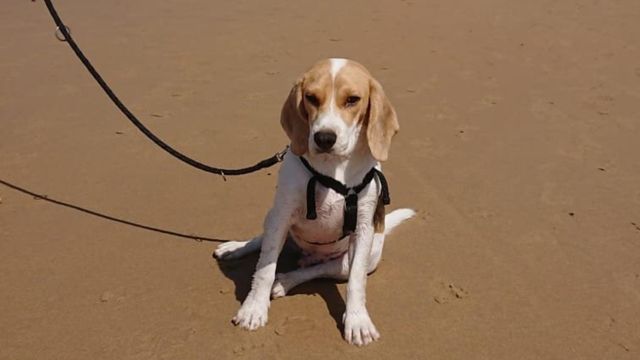 Buscan a un perro que huyó tras ser atropellado en A Coruña
