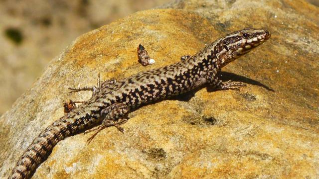 Un macho adulto de lagartija roquera en el Macizo de Peñagolosa (Castellón).
