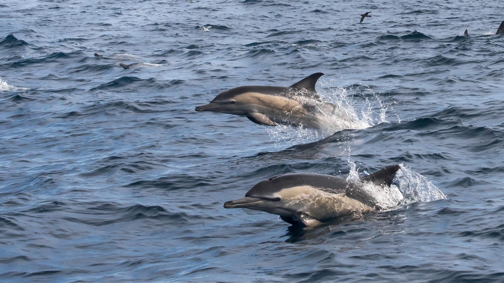 delfin delfines mar