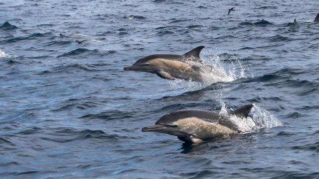 delfin delfines mar