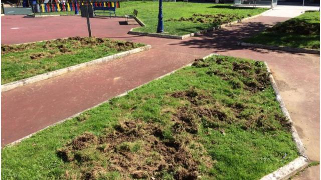 Destrozos de los jabalís en la plaza de la Sagrada Familia de Vilaboa.