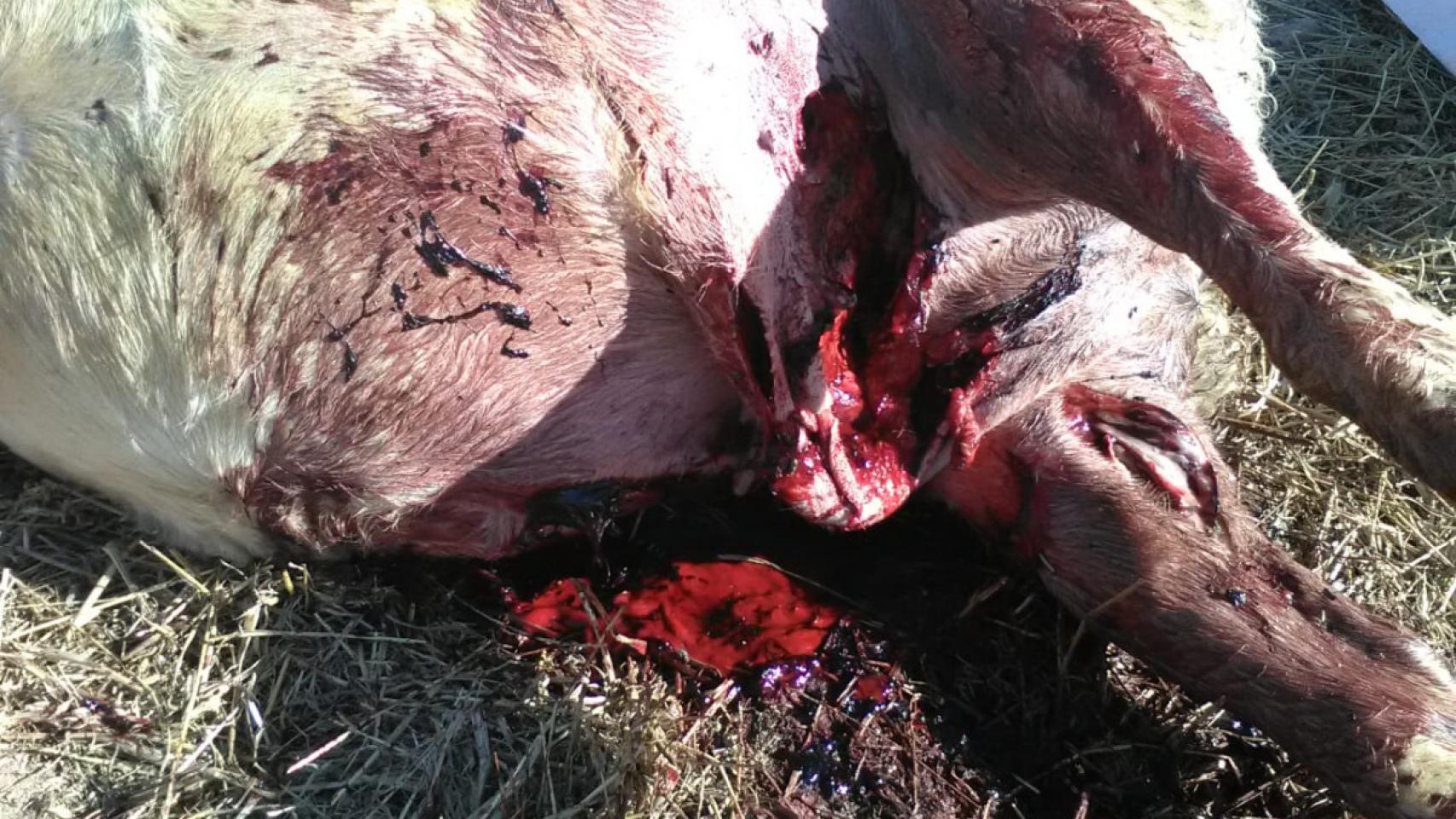 Un ataque del lobo en Villasbuenas
