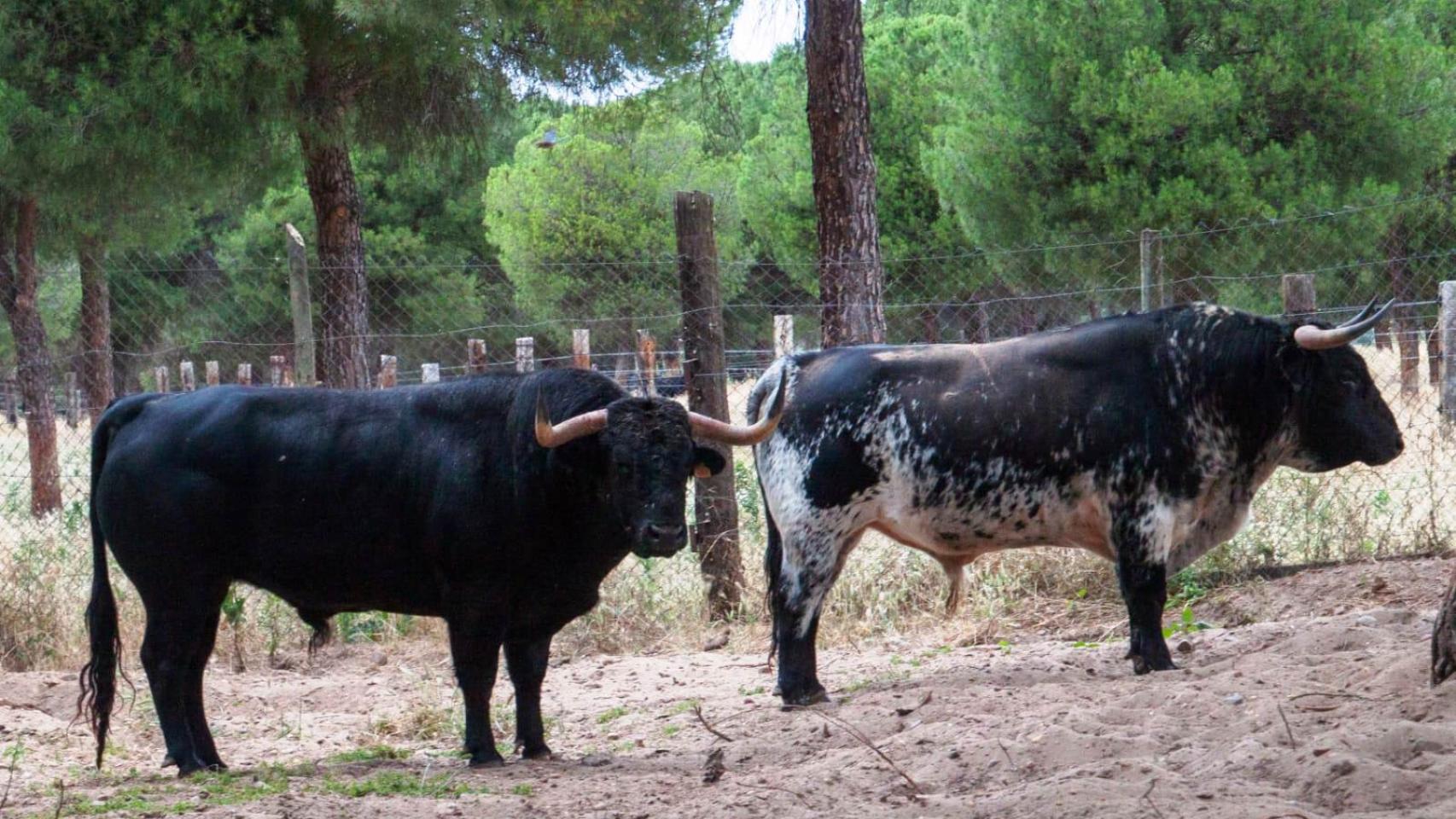 Castilla y León