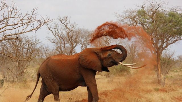 ¿Cuál es el animal más poderoso del mundo?
