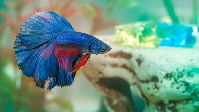 Consejos para cuidar peces en casa
