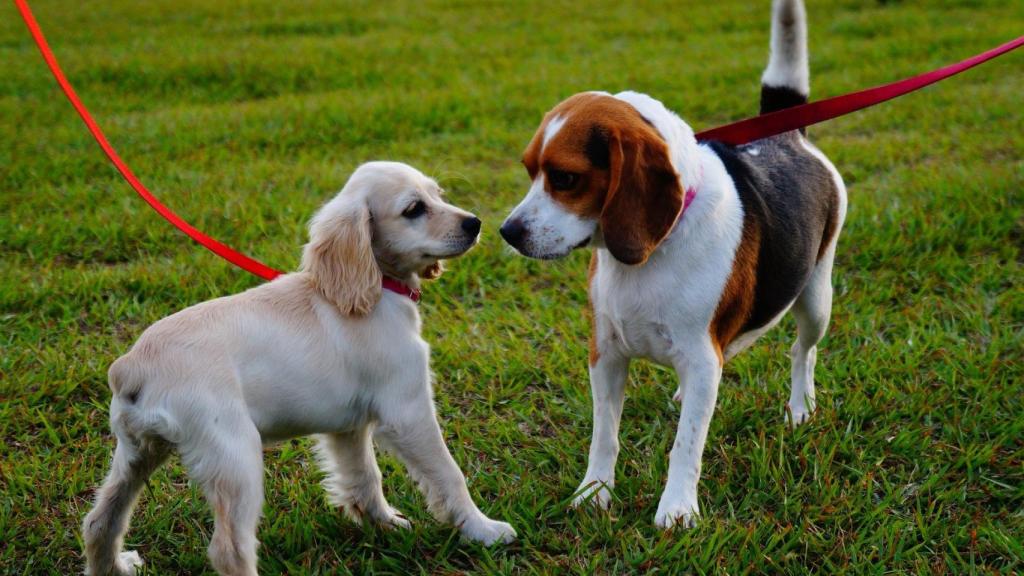 Los perros pueden ayudar a reconocer al dueño