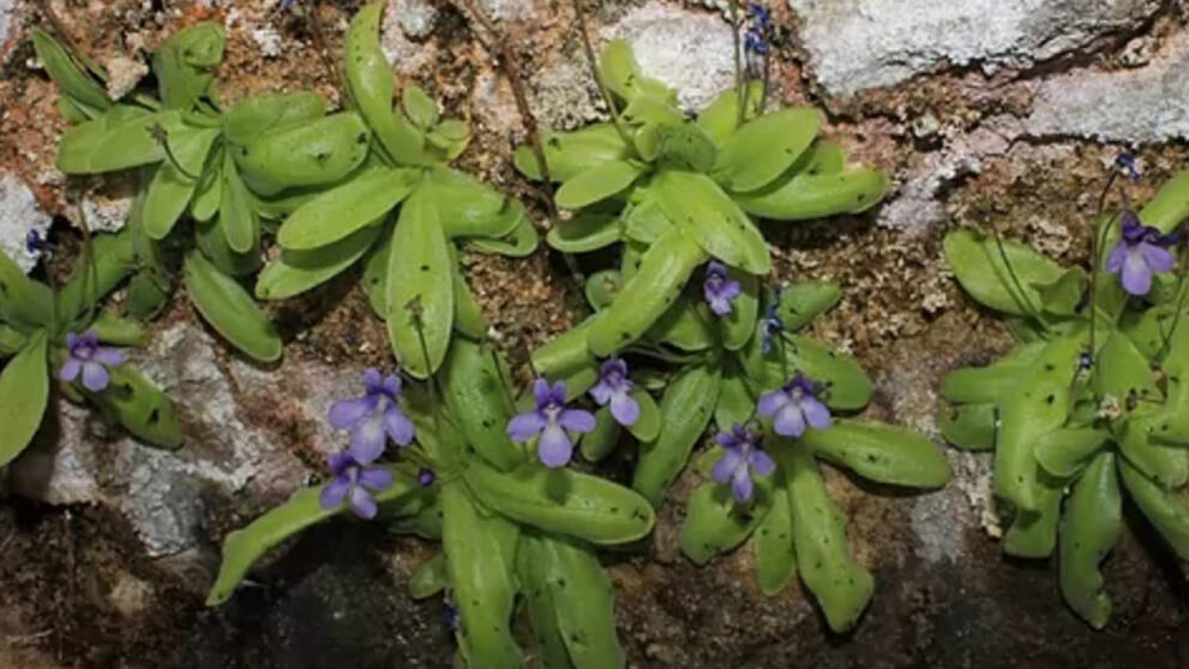 Una imagen de la Pinguicula casperiana, descubierta en la Serranía de Cuenca