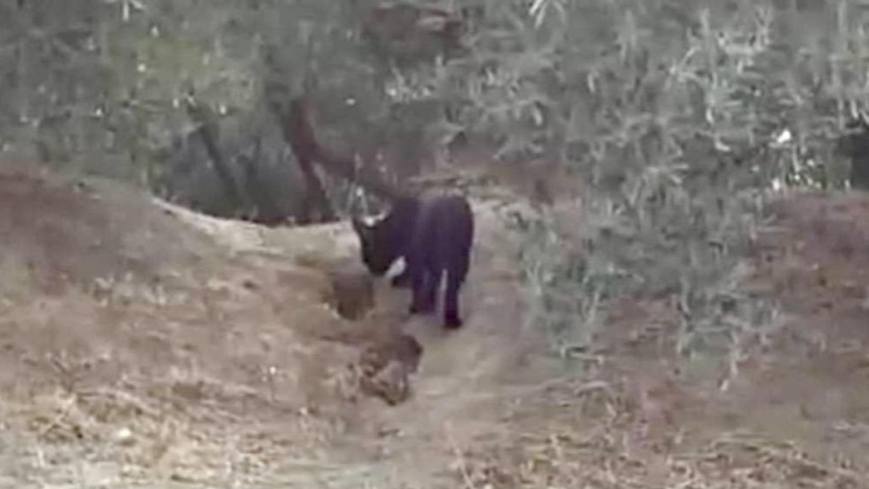 El miércoles un ciclista fotografío a este animal