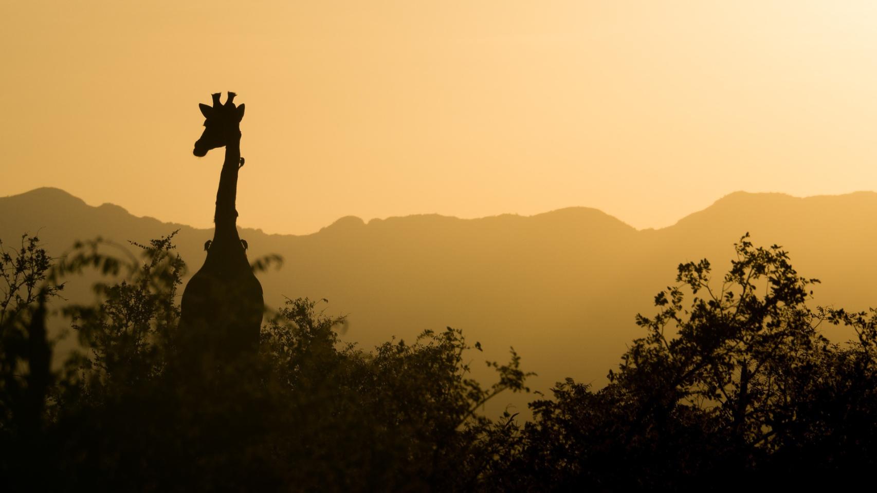 El tiempo se agota para evitar la sexta extinción masiva de especies del planeta.