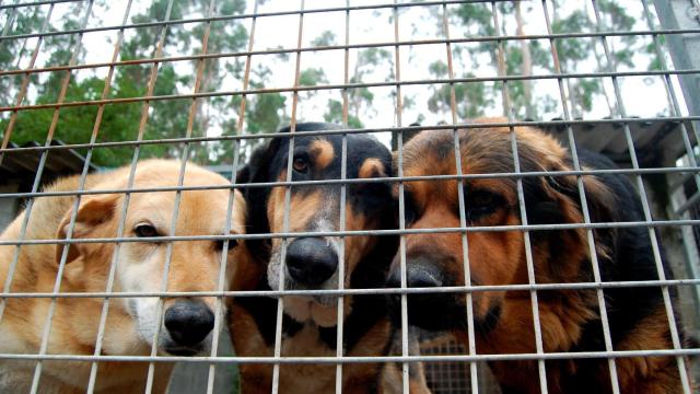 La protectora de animales de Lugo necesita un cambio de ubicación: El espacio no llega