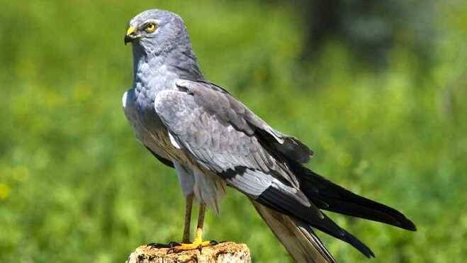 Aguilucho cenizo