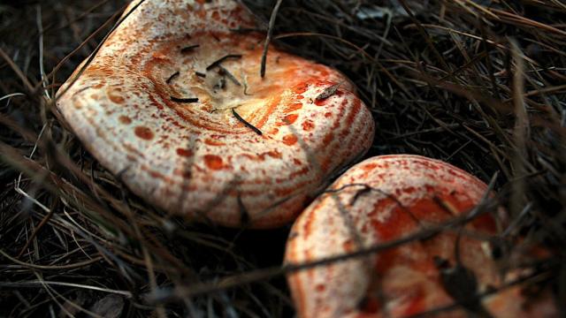 Una imagen de níscalos.