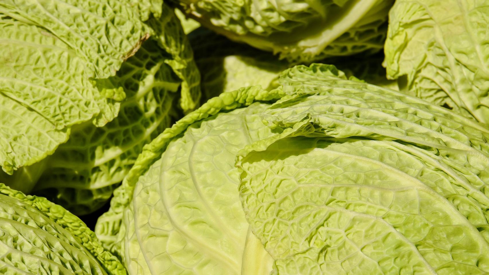 La col, o repollo, se produce en los meses de frío.