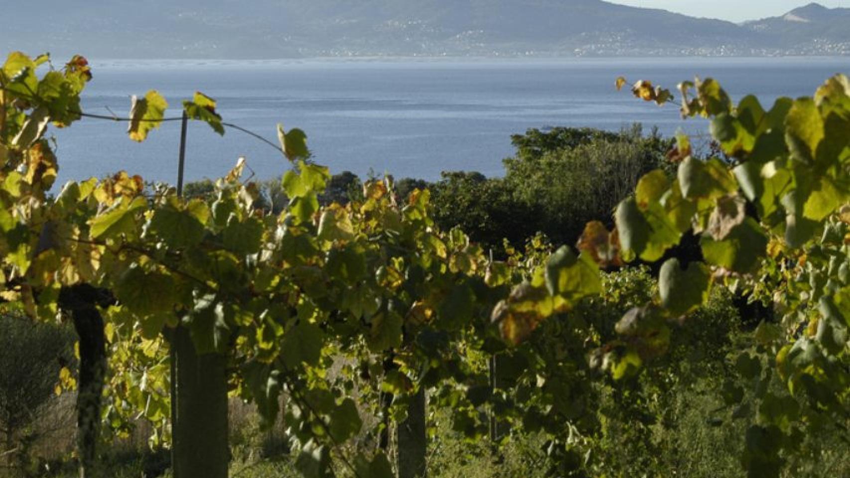 Viñedos en Cambados.