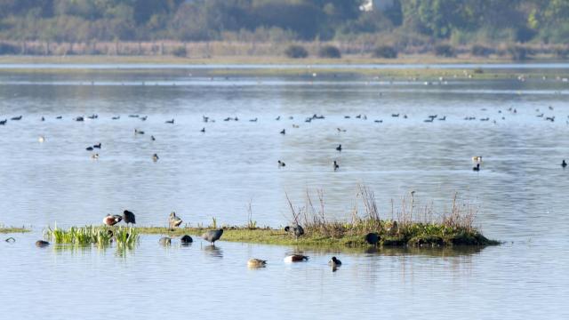 Marismas de Almonte, uno de los puntos con mayor diversidad natural del continente.