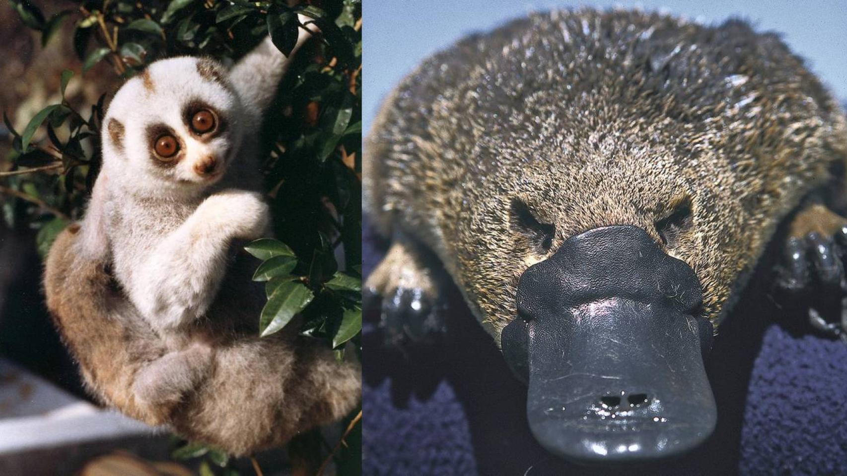 Tanto el loris perezoso de Bengala (izquierda) como el ornitorrinco (derecha) son mamíferos venenosos.