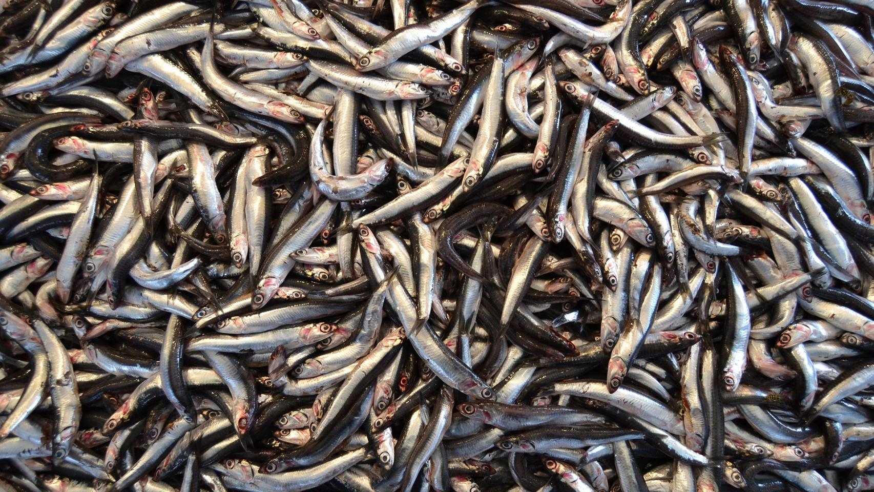 Un contenedor repleto de anchoas.